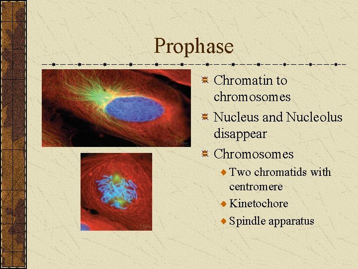 Prophase Chromatin to chromosomes Nucleus and Nucleolus disappear Chromosomes Two chromatids with centromere Kinetochore