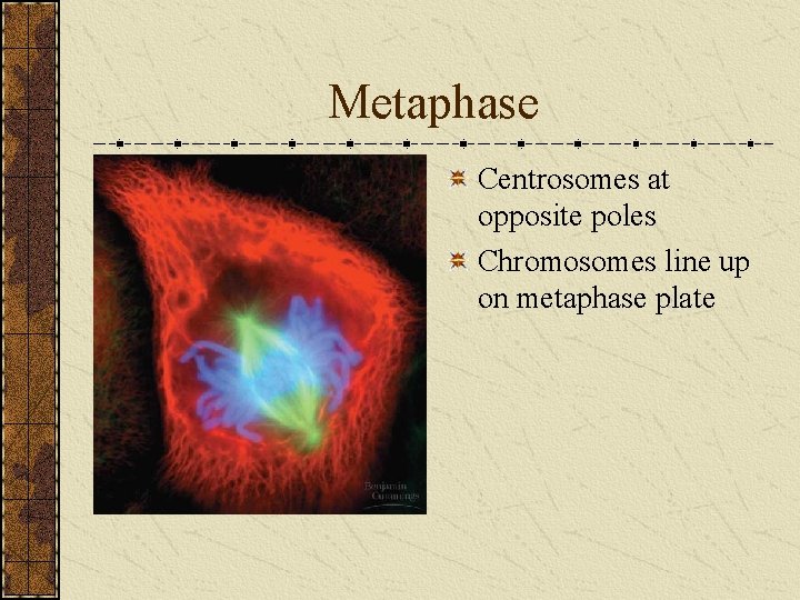 Metaphase Centrosomes at opposite poles Chromosomes line up on metaphase plate 