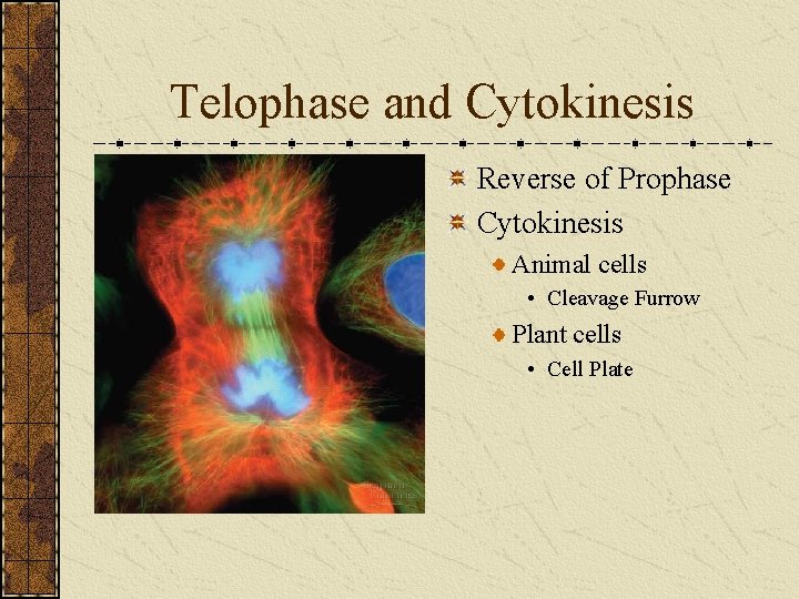 Telophase and Cytokinesis Reverse of Prophase Cytokinesis Animal cells • Cleavage Furrow Plant cells