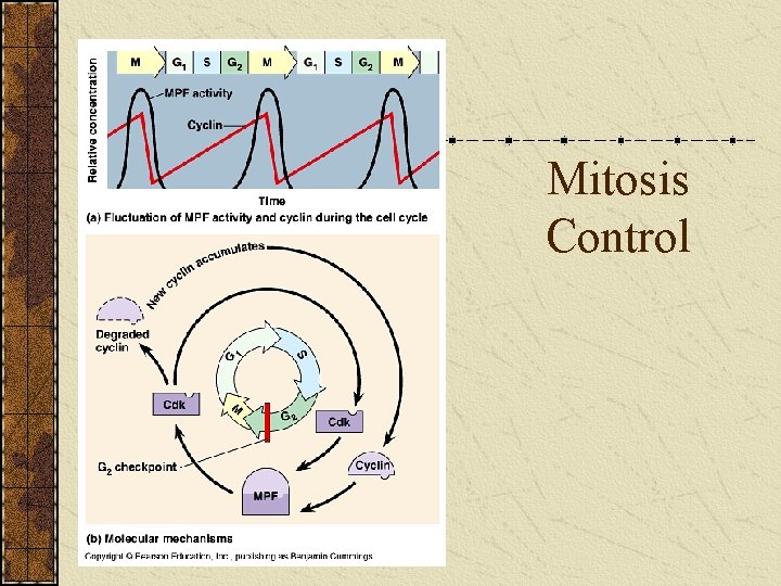 Mitosis Control 