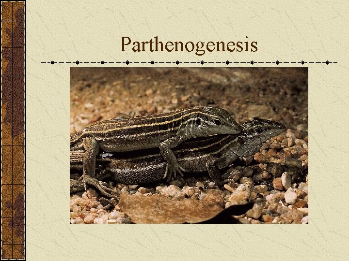 Parthenogenesis 