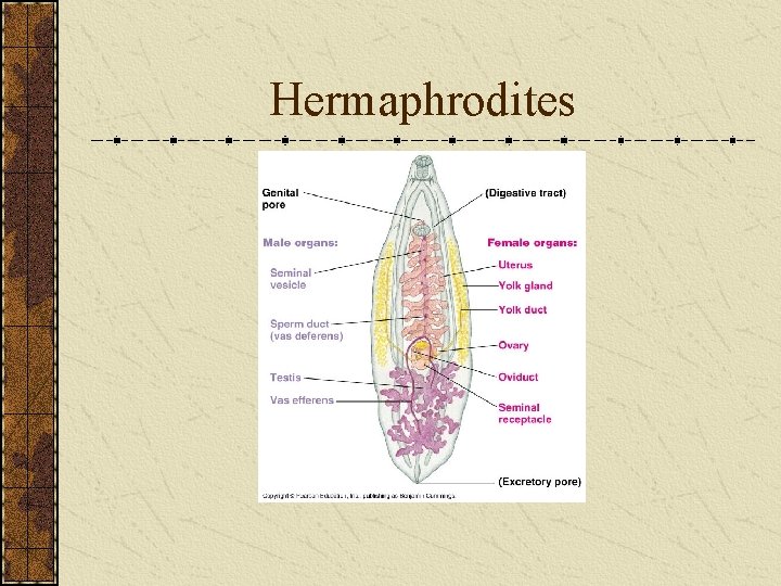 Hermaphrodites 