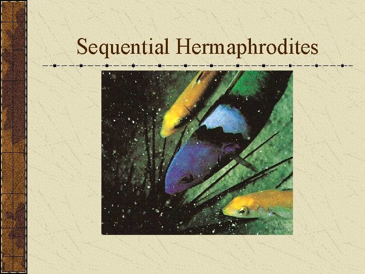 Sequential Hermaphrodites 
