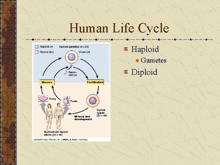 Human Life Cycle Haploid Gametes Diploid 