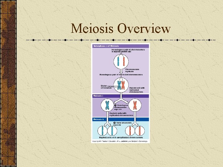 Meiosis Overview 