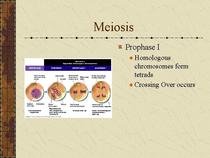 Meiosis Prophase I Homologous chromosomes form tetrads Crossing Over occurs 