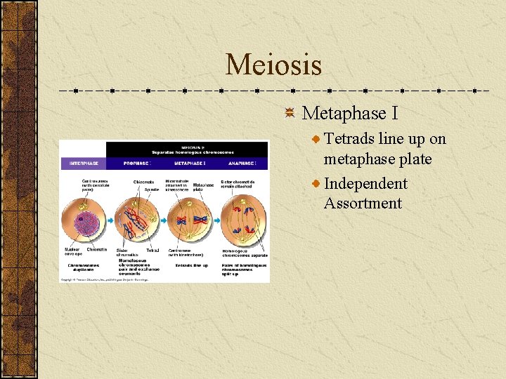 Meiosis Metaphase I Tetrads line up on metaphase plate Independent Assortment 