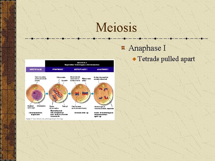 Meiosis Anaphase I Tetrads pulled apart 