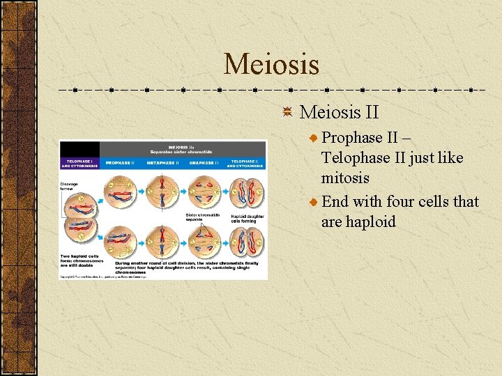 Meiosis II Prophase II – Telophase II just like mitosis End with four cells