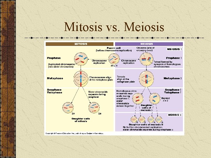 Mitosis vs. Meiosis 