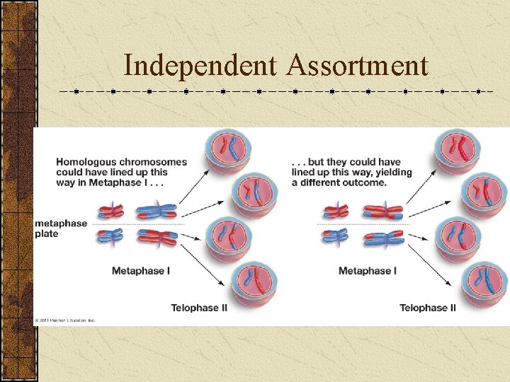 Independent Assortment 