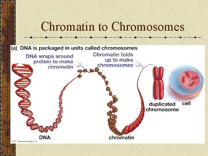 Chromatin to Chromosomes 