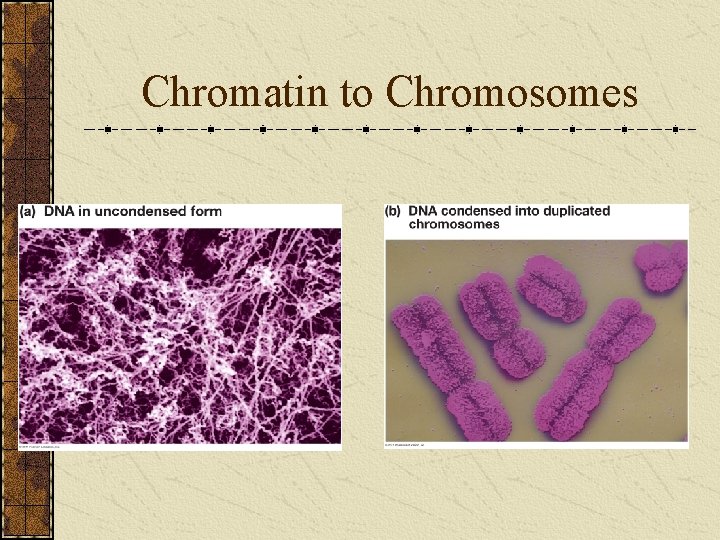 Chromatin to Chromosomes 
