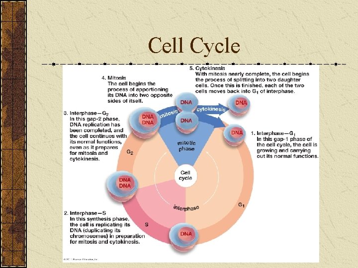Cell Cycle 