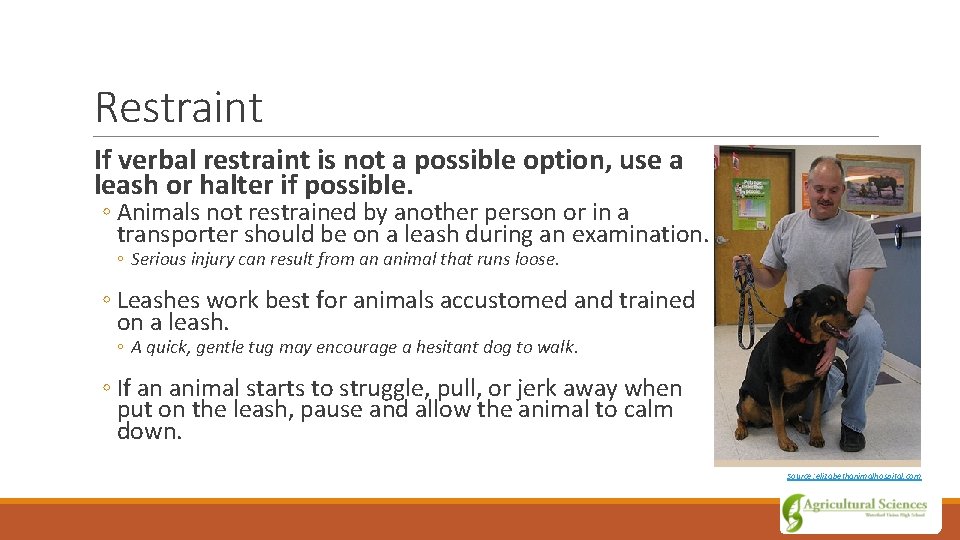 Restraint If verbal restraint is not a possible option, use a leash or halter