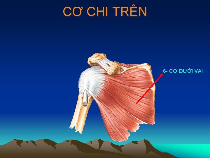 CƠ CHI TRÊN 6 - CƠ DƯỚI VAI 