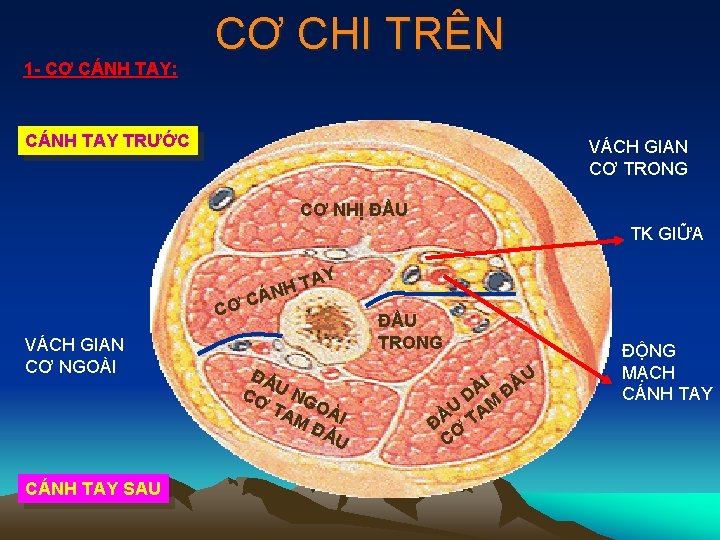 1 - CƠ CÁNH TAY: CƠ CHI TRÊN CÁNH TAY TRƯỚC VÁCH GIAN CƠ