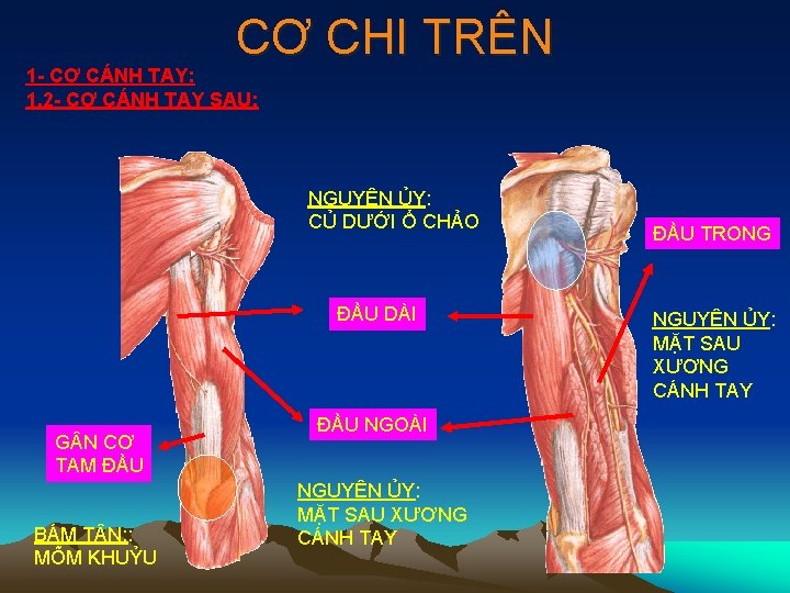 CƠ CHI TRÊN 1 - CƠ CÁNH TAY: 1. 2 - CƠ CÁNH TAY