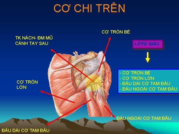 CƠ CHI TRÊN CƠ TRÒN BÉ TK NÁCH- ĐM MŨ CÁNH TAY SAU CƠ