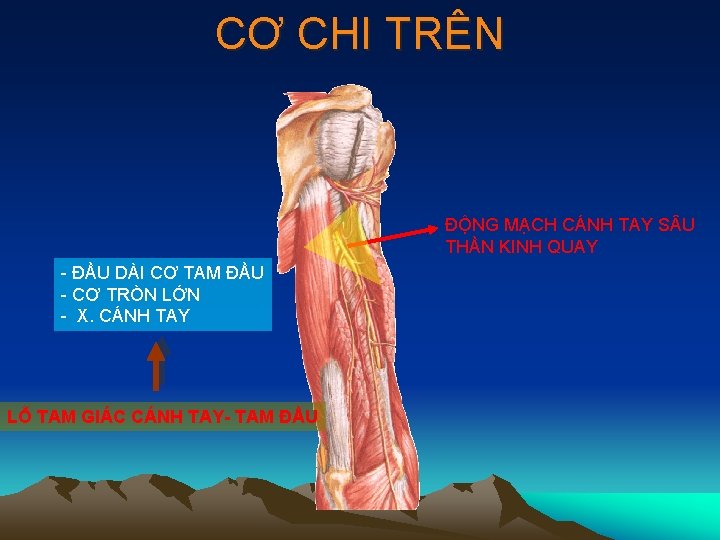 CƠ CHI TRÊN ĐỘNG MẠCH CÁNH TAY S U THẦN KINH QUAY - ĐẦU