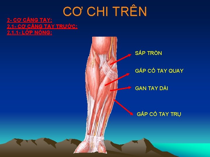 CƠ CHI TRÊN 2 - CƠ CẲNG TAY: 2. 1 - CƠ CẲNG TAY