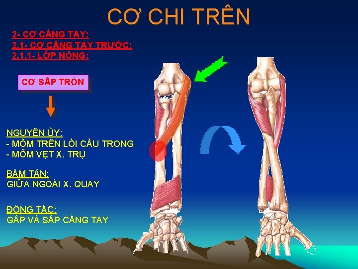 CƠ CHI TRÊN 2 - CƠ CẲNG TAY: 2. 1 - CƠ CẲNG TAY