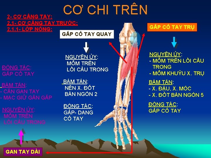 CƠ CHI TRÊN 2 - CƠ CẲNG TAY: 2. 1 - CƠ CẲNG TAY