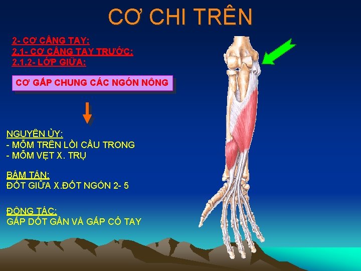 CƠ CHI TRÊN 2 - CƠ CẲNG TAY: 2. 1 - CƠ CẲNG TAY