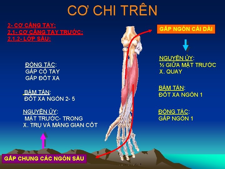 CƠ CHI TRÊN 2 - CƠ CẲNG TAY: 2. 1 - CƠ CẲNG TAY