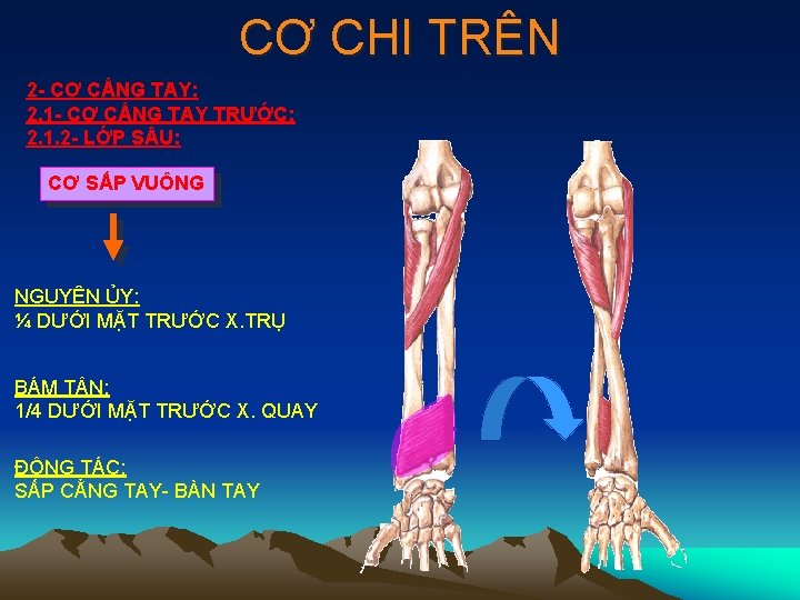 CƠ CHI TRÊN 2 - CƠ CẲNG TAY: 2. 1 - CƠ CẲNG TAY