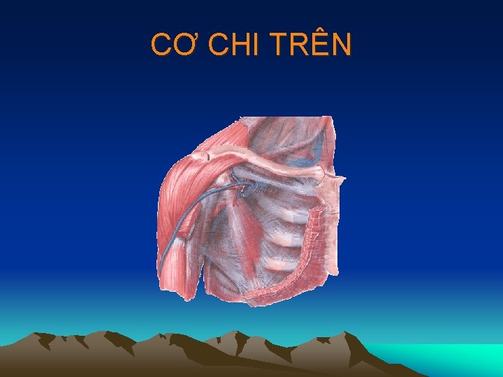 CƠ CHI TRÊN 