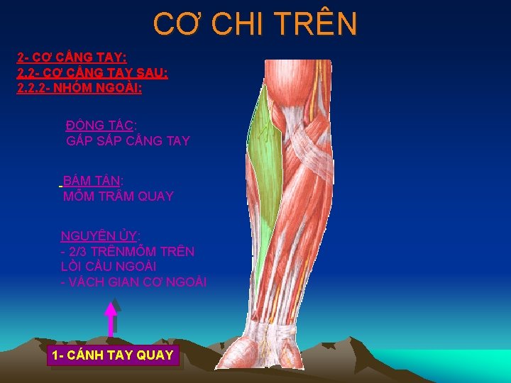 CƠ CHI TRÊN 2 - CƠ CẲNG TAY: 2. 2 - CƠ CẲNG TAY