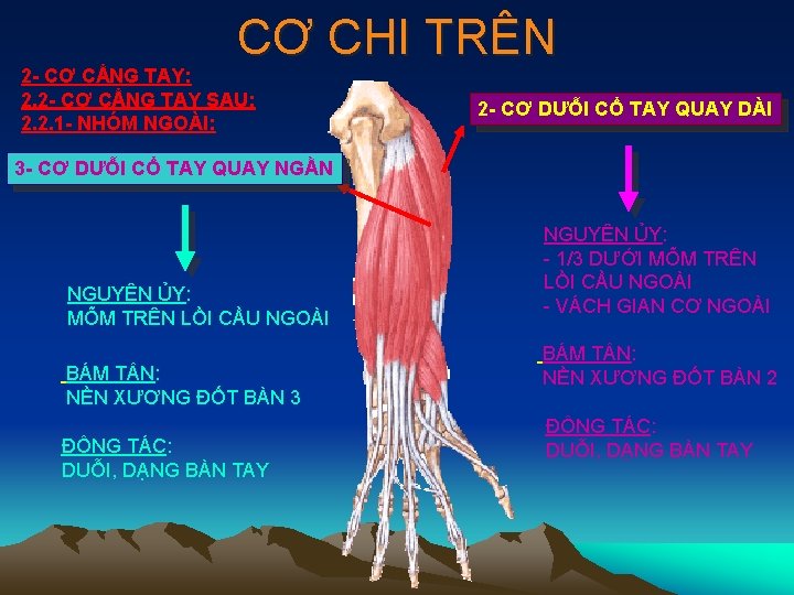 CƠ CHI TRÊN 2 - CƠ CẲNG TAY: 2. 2 - CƠ CẲNG TAY