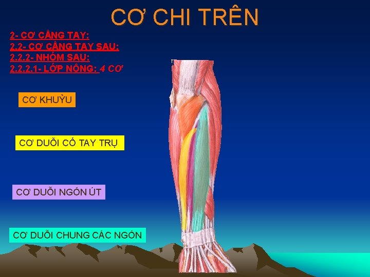 CƠ CHI TRÊN 2 - CƠ CẲNG TAY: 2. 2 - CƠ CẲNG TAY