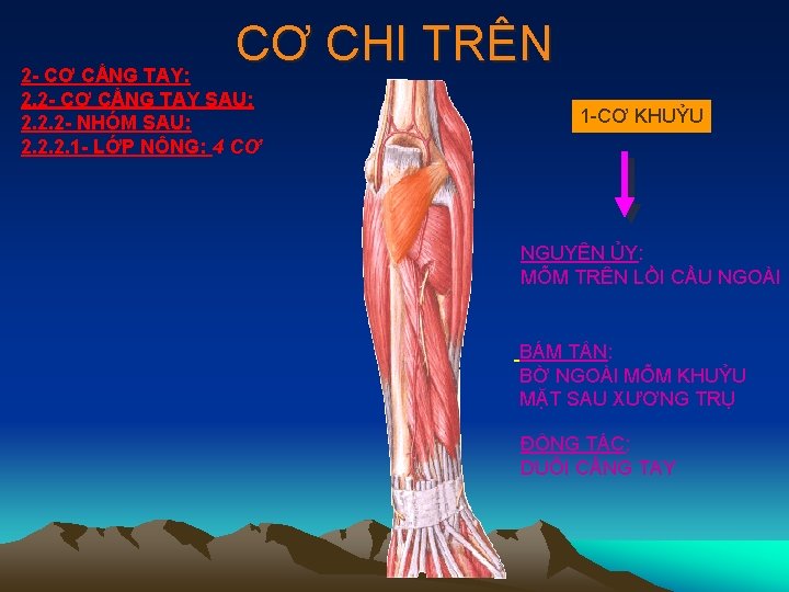 CƠ CHI TRÊN 2 - CƠ CẲNG TAY: 2. 2 - CƠ CẲNG TAY