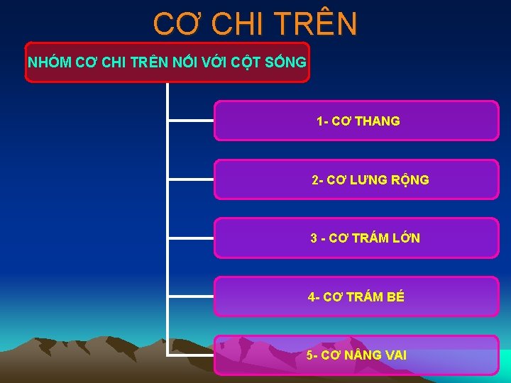 CƠ CHI TRÊN NHÓM CƠ CHI TRÊN NỐI VỚI CỘT SỐNG 1 - CƠ