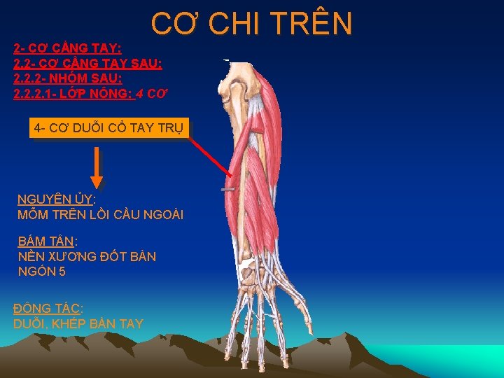 CƠ CHI TRÊN 2 - CƠ CẲNG TAY: 2. 2 - CƠ CẲNG TAY