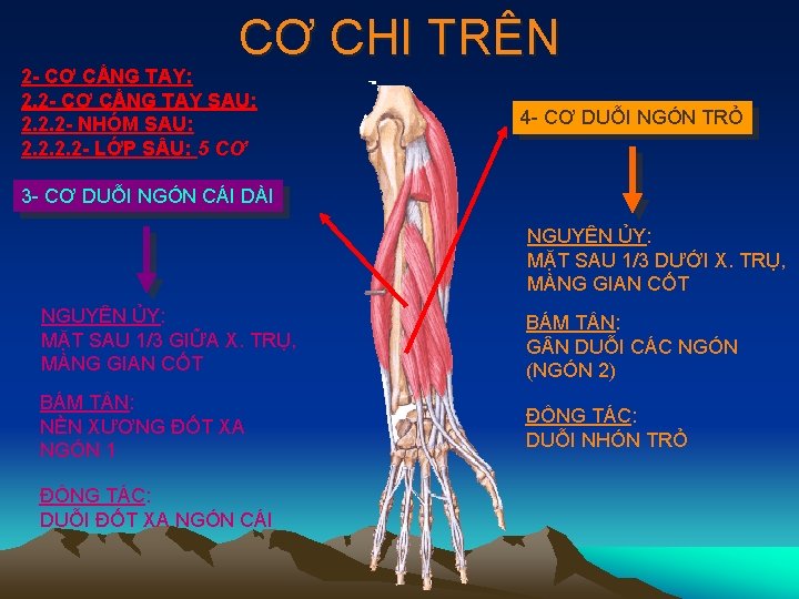 CƠ CHI TRÊN 2 - CƠ CẲNG TAY: 2. 2 - CƠ CẲNG TAY