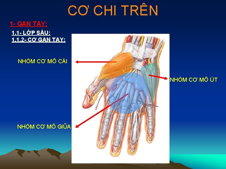 CƠ CHI TRÊN 1 - GAN TAY: 1. 1 - LỚP S U: 1.