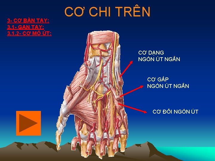 3 - CƠ BÀN TAY: 3. 1 - GAN TAY: 3. 1. 2 -