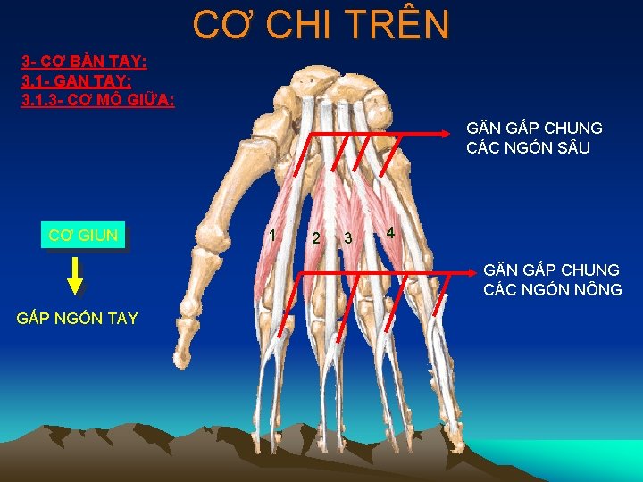 CƠ CHI TRÊN 3 - CƠ BÀN TAY: 3. 1 - GAN TAY: 3.