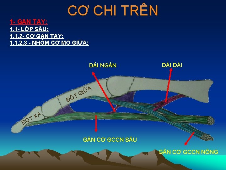 1 - GAN TAY: CƠ CHI TRÊN 1. 1 - LỚP S U: 1.