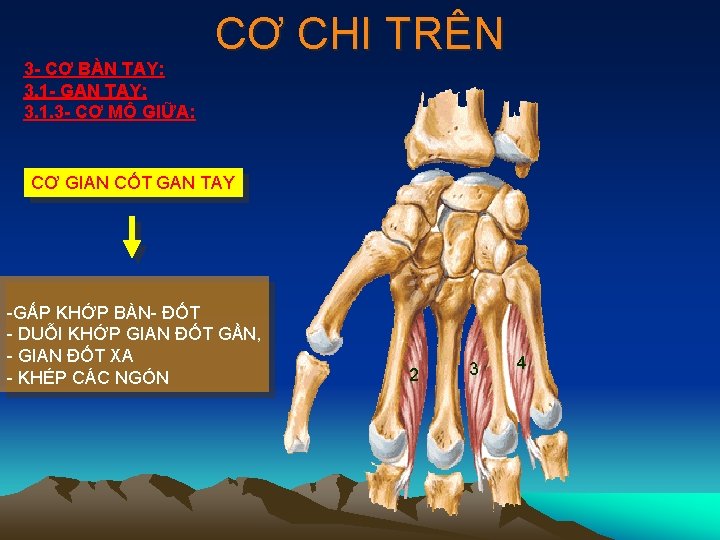 3 - CƠ BÀN TAY: 3. 1 - GAN TAY: 3. 1. 3 -