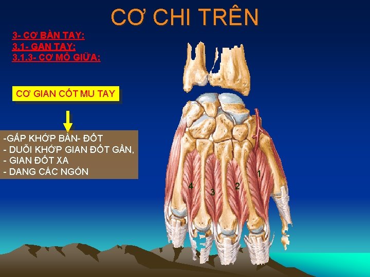 3 - CƠ BÀN TAY: 3. 1 - GAN TAY: 3. 1. 3 -