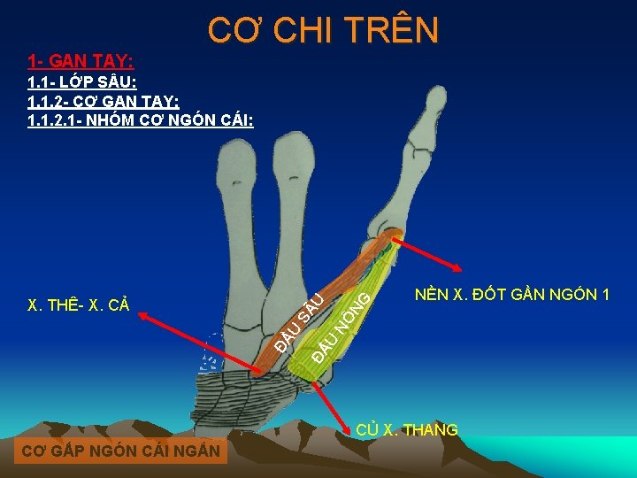 1 - GAN TAY: CƠ CHI TRÊN NỀN X. ĐỐT GẦN NGÓN 1 ĐẦ