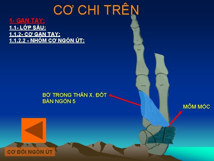 1 - GAN TAY: CƠ CHI TRÊN 1. 1 - LỚP S U: 1.