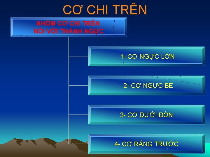 CƠ CHI TRÊN NHÓM CƠ CHI TRÊN NỐI VỚI THÀNH NGỰC 1 - CƠ