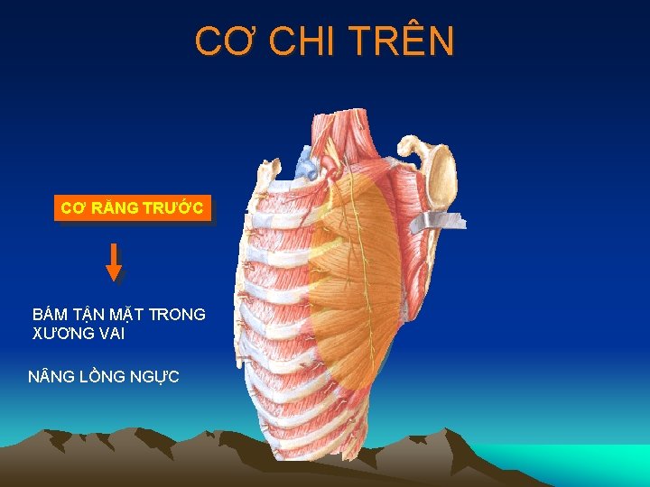 CƠ CHI TRÊN CƠ RĂNG TRƯỚC BÁM TẬN MẶT TRONG XƯƠNG VAI N NG