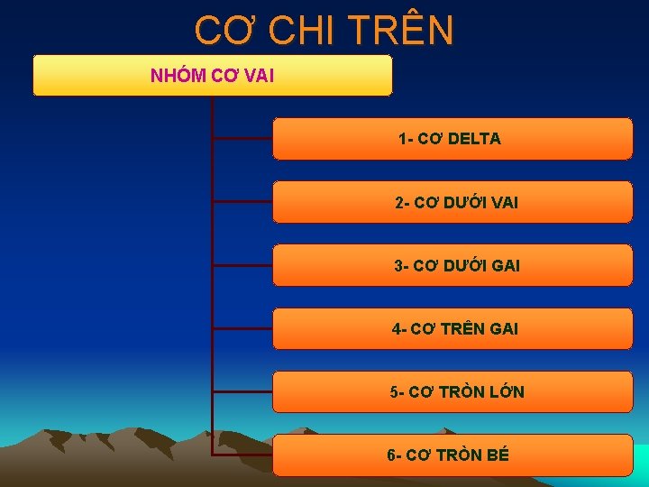 CƠ CHI TRÊN NHÓM CƠ VAI 1 - CƠ DELTA 2 - CƠ DƯỚI