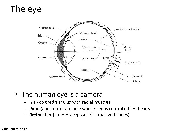 The eye • The human eye is a camera – Iris - colored annulus The eye • The human eye is a camera – Iris - colored annulus